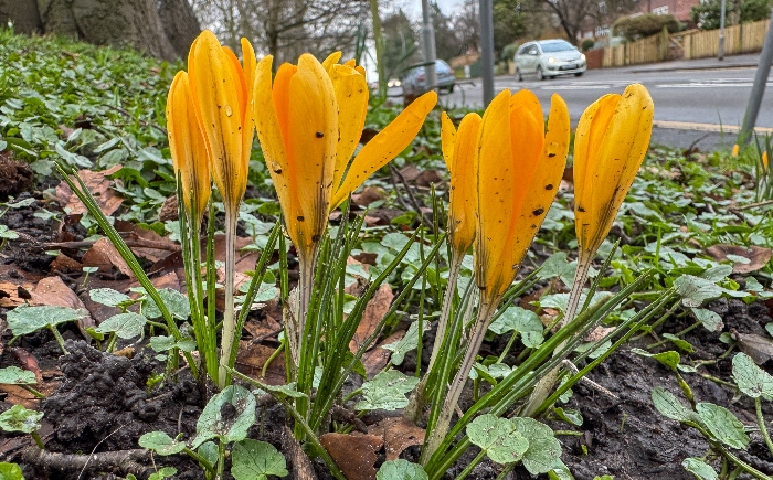 Nantwich - crocuses by Crewe Road (1)
