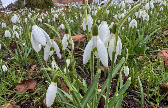 Nantwich - snowdrops by Crewe Road (1)