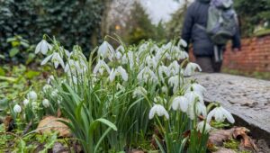 First snowdrops signal start of spring in South Cheshire