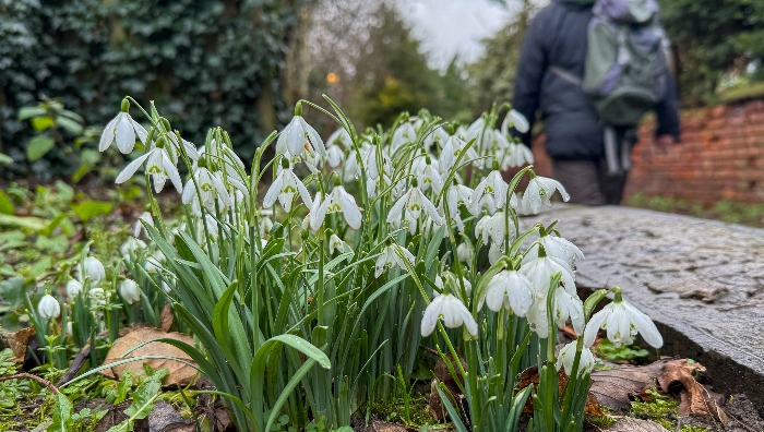 Nantwich - snowdrops on Monks Lane (1)
