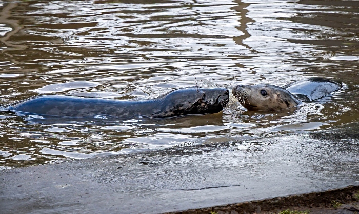 Rescued seals recovering at RSPCA Stapeley Grange (1)