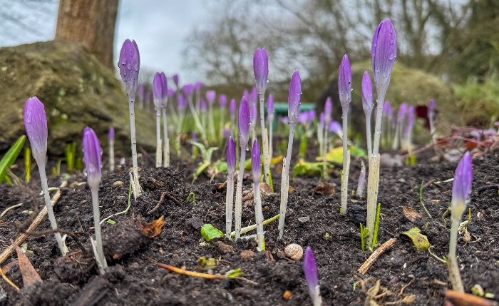 Wistaston - crocuses at the Joey the Swan parkland (1)