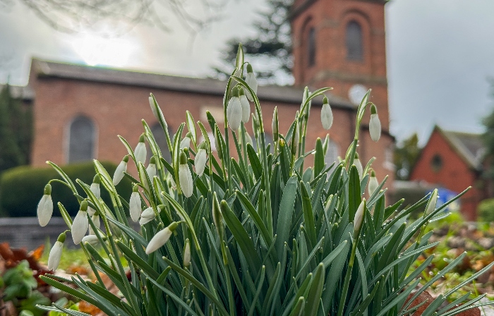 Wistaston - snowdrops emerge opposite St Mary's Church (1)