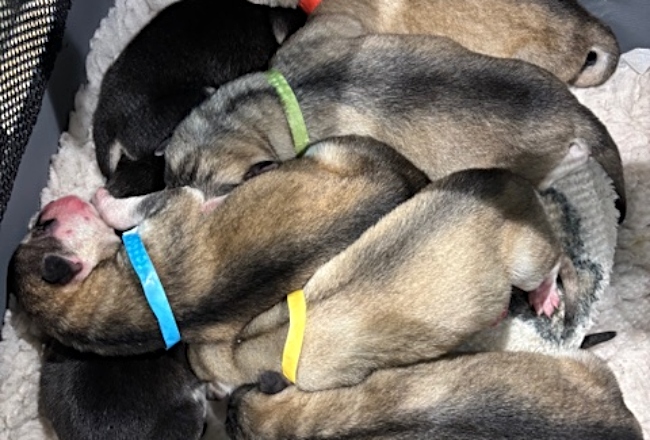 puppies abandoned - Animal Lifeline