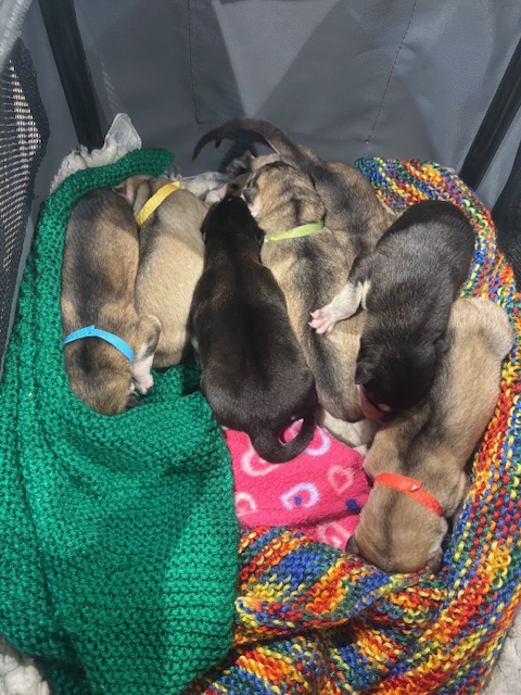 puppies in Animal Lifeline care