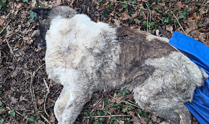 Crewe appeal - dead Akita dumped