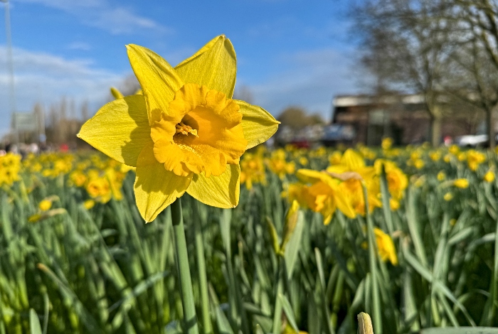 Daffodils adjacent to Nantwich Swimming Pool And Gym (2) (1)