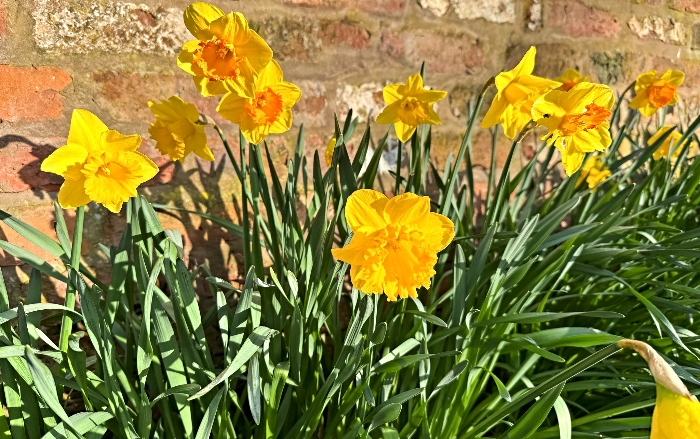 Daffodils at Coronation Gardens (1) (2)