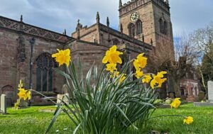 Daffodils at St Mary's Church in Acton (1) (1)