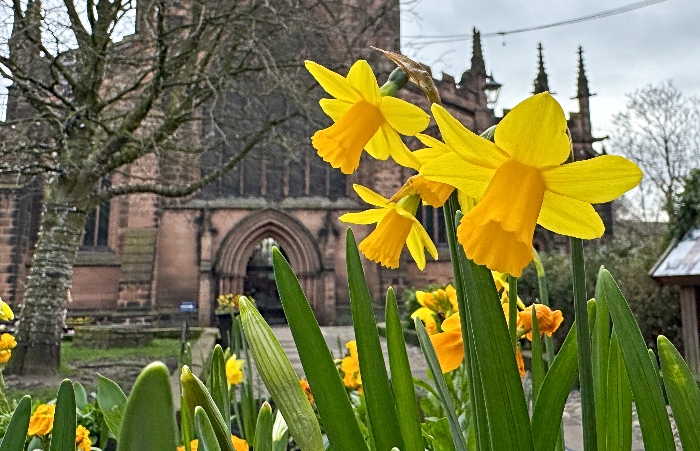 Daffodils at St Mary's Nantwich (1) (1)