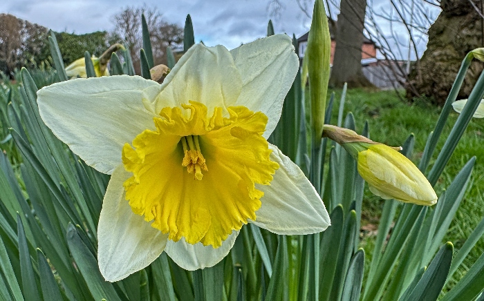 Daffodils on banked area between Crewe Road and Woodland Avenue in Nantwich (1) (1)