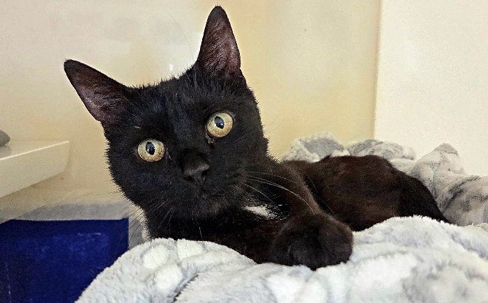 Marmite - cattery - RSPCA Stapeley Grange