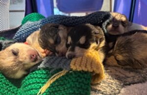 Appeal continues after puppies dumped in box by Nantwich road