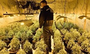 Police uncover major cannabis farm in Wrenbury near Nantwich