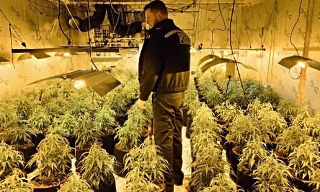 nantwich police find cannabis farm