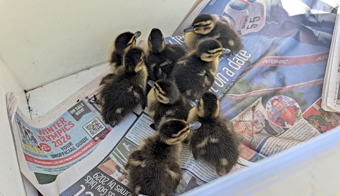 ducklings found in drain