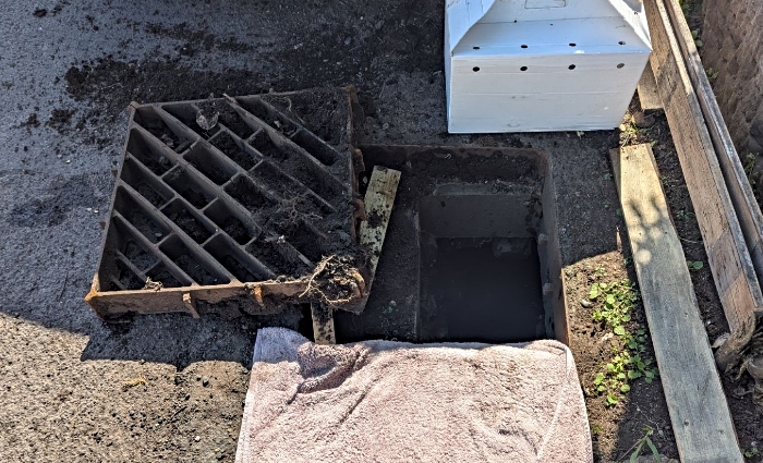 ducklings in drain