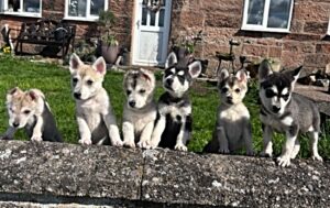 Dumped puppies thriving with Nantwich animal charity carer