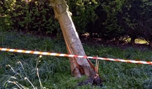 Fallen tree stopped from damaging Airman’s Grave in Nantwich