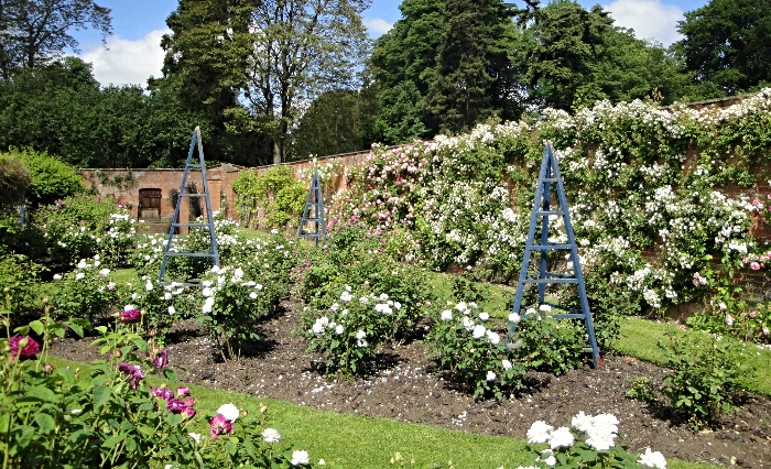 Roses in bloom - combermere abbey gardens