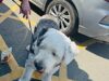 Police warning after dog found locked in car in Nantwich