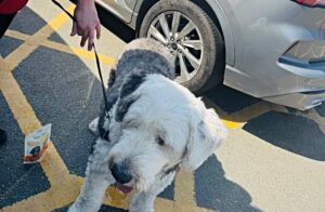 Police warning after dog found locked in car in Nantwich