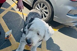 Police warning after dog found locked in car in Nantwich