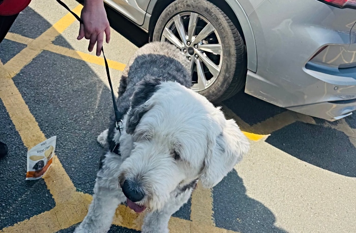 dog found in parked car - nantwich police