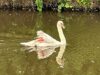 Council pushes for Nantwich Lake byelaw after latest swan attack by dog