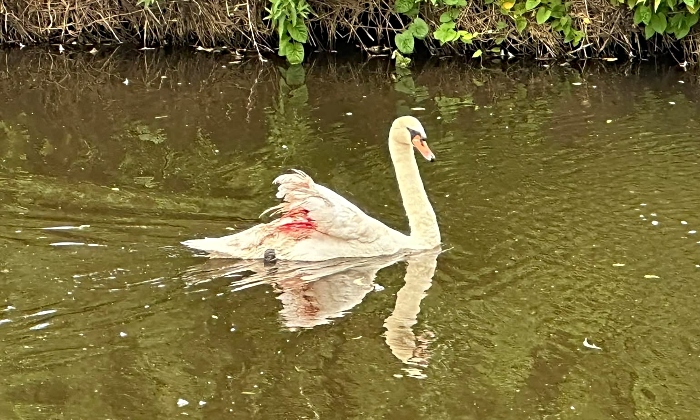Felix the Swan attacked by Nantwich Lake