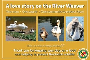 Town rallies to protect Nantwich swans after recent deaths