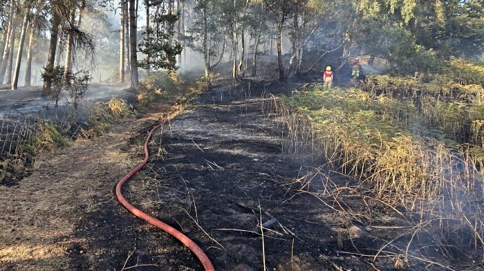 wildfire pic 2