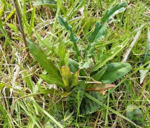 Common spotted orchid