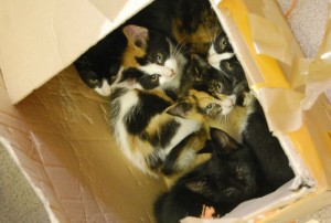 Nantwich RSPCA staff care for kittens found dumped in box