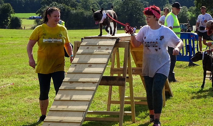 Woof Mudder - A dog climbs an obstacle with human help close to the finish line (1)