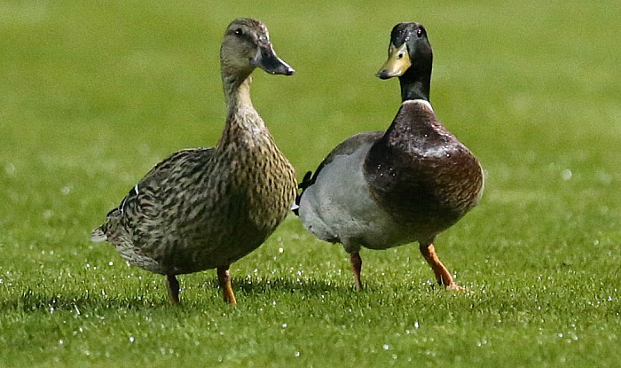 A pair of mallards on the pitch during play