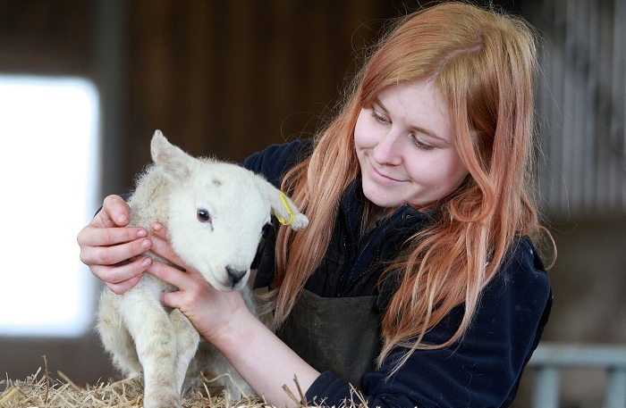 Agric apprentice Chloe Cooper - lambing