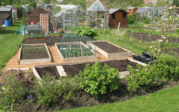 Allotment, pic by Mike Quinn, creative commons licence