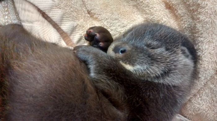 Baby otters asleep at Stapeley Grange