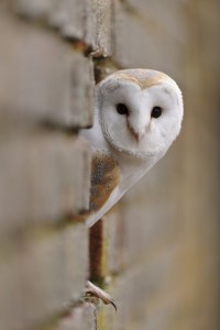 Barn Owl (c) Andrew Mason