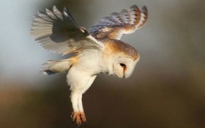 Cheshire Wildlife Trust project to save threatened barn owl