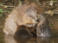 Cheshire Wildlife Trust to stage beaver talk at Bickley Hall Farm