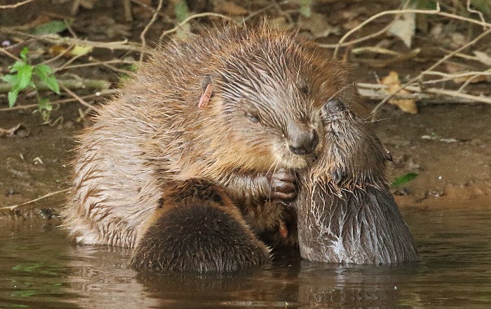 Beaver female with kits 1 (Mike Symes) re-sized