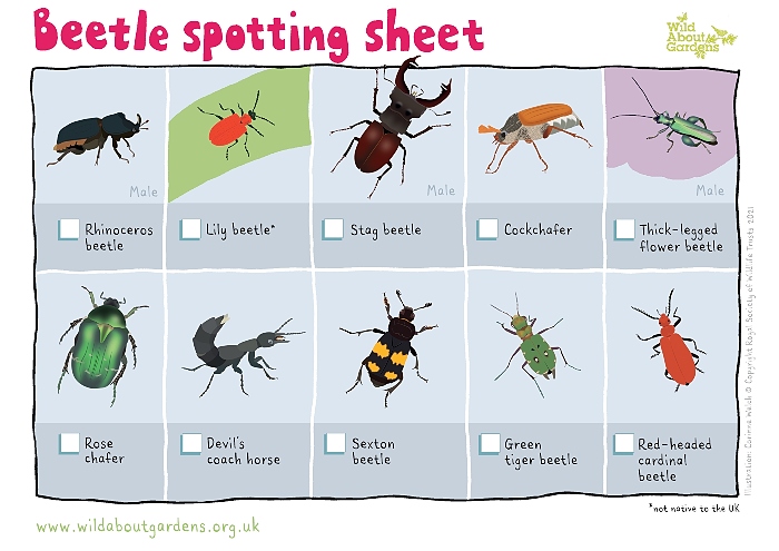 Beetles ID Sheet