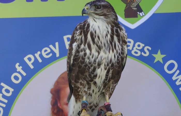 Bird of prey display, Big taste event