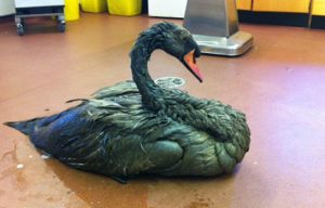 RSPCA Stapeley staff help black Swan found covered in oil
