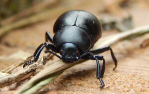 Cheshire Wildlife Trust plea to help beetles amid fears of population