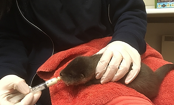 Bramble otter being fed