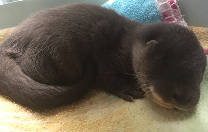 Bramble the otter