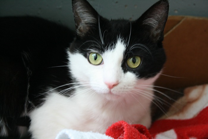 Buddy, hole in neck cat at Stapeley Grange cattery